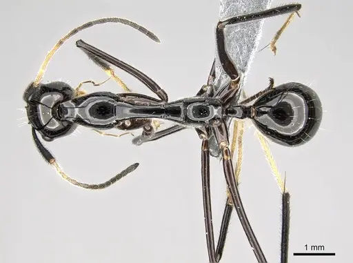 Camponotus karaha - CASENT0353274