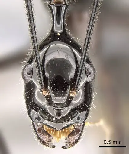 Camponotus karaha - CASENT0353274