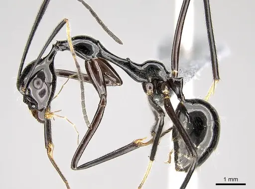 Camponotus karaha - CASENT0353274