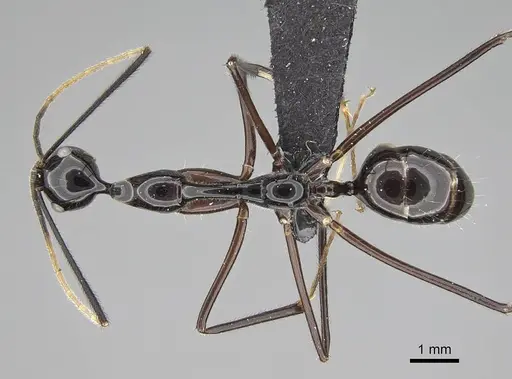 Camponotus karaha - CASENT0487715