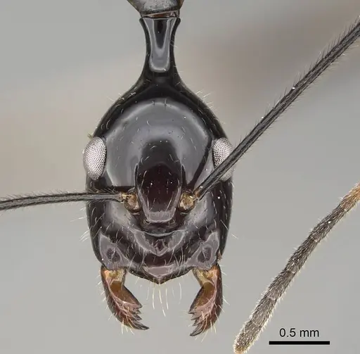 Camponotus karaha - CASENT0487715