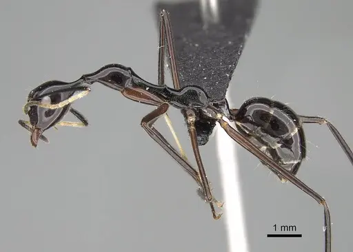 Camponotus karaha - CASENT0487715