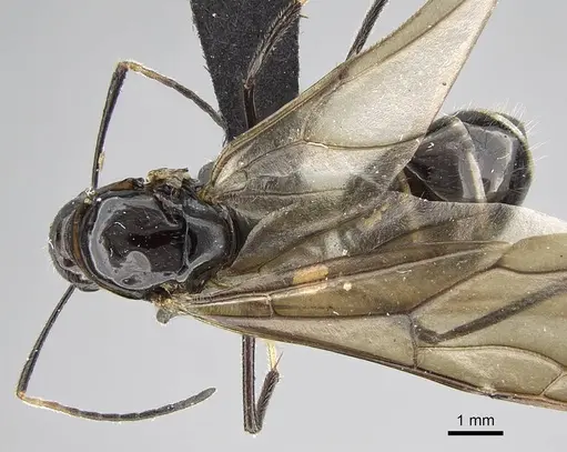 Camponotus karaha - CASENT0497942