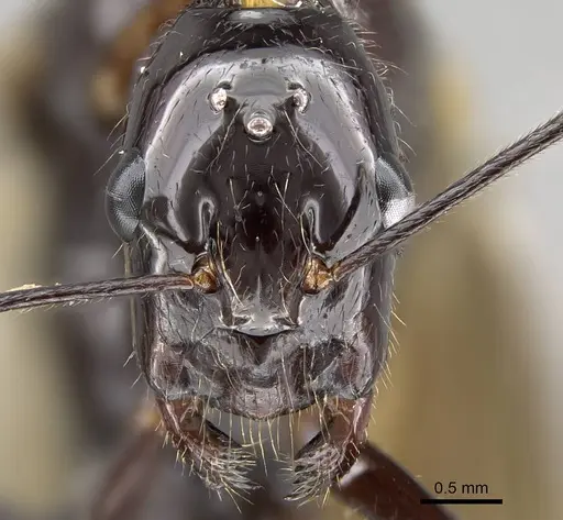 Camponotus karaha - CASENT0497942