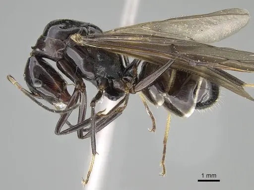 Camponotus karaha - CASENT0497942