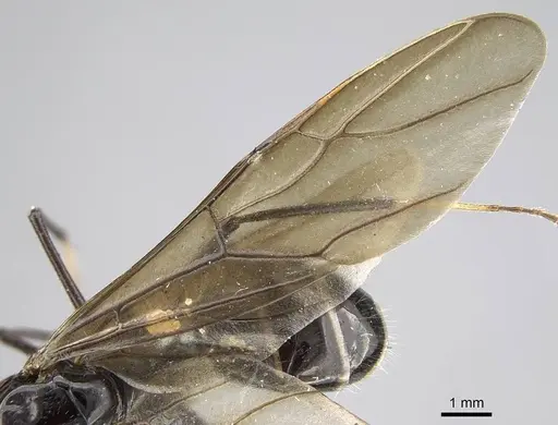 Camponotus karaha - CASENT0497942