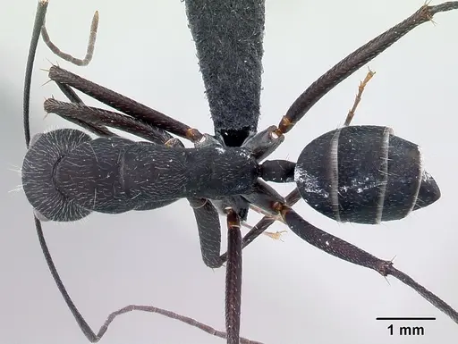 Camponotus karsti specimen