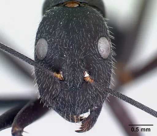 Camponotus karsti specimen