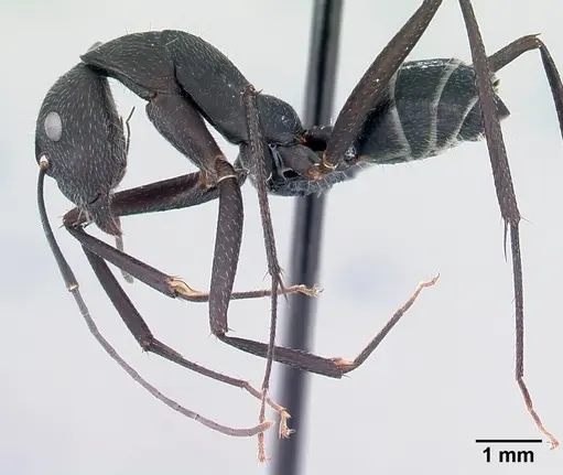 Camponotus karsti specimen