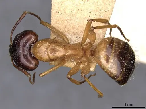 Camponotus kattensis specimen