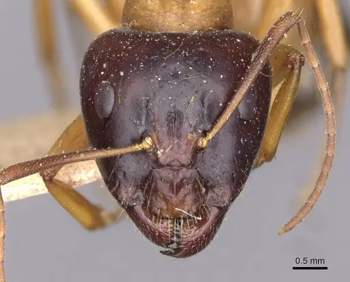 Camponotus kattensis specimen