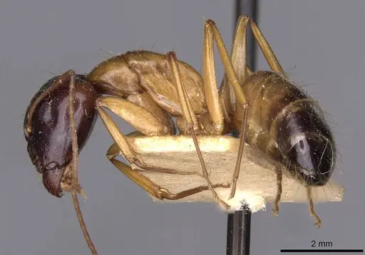Camponotus kattensis specimen