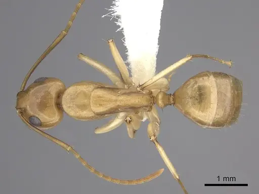 Camponotus kaura specimen