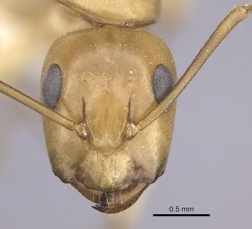Camponotus kaura specimen