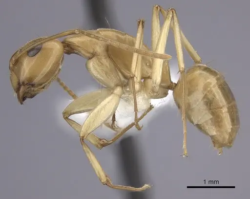 Camponotus kaura specimen