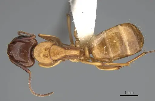 Camponotus keiferi specimen