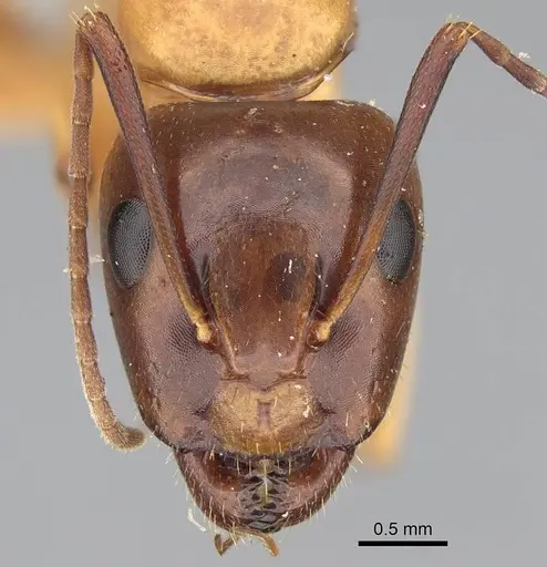 Camponotus keiferi specimen