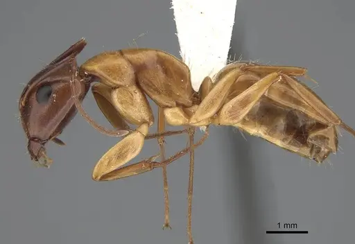 Camponotus keiferi specimen