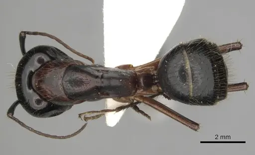 Camponotus keiferi - CASENT0281009