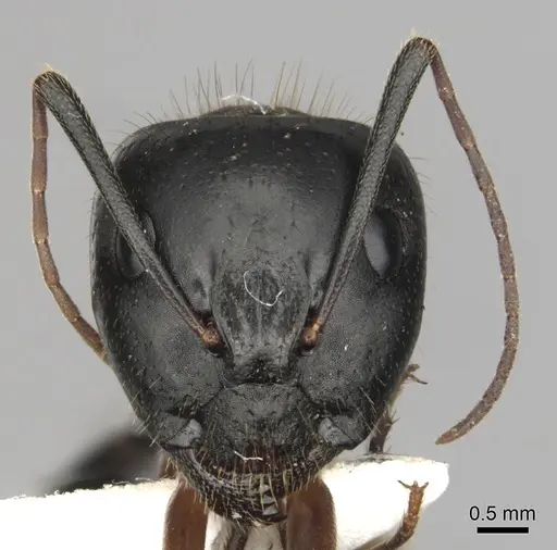 Camponotus keiferi - CASENT0281009