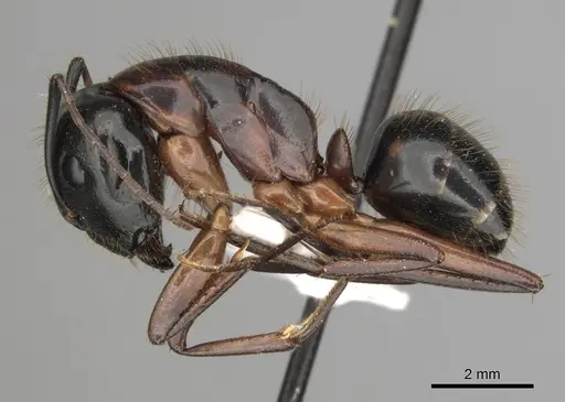 Camponotus keiferi - CASENT0281009