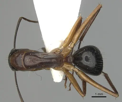 Camponotus keiferi - CASENT0281027