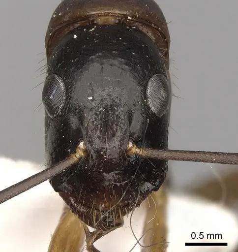 Camponotus keiferi - CASENT0281027