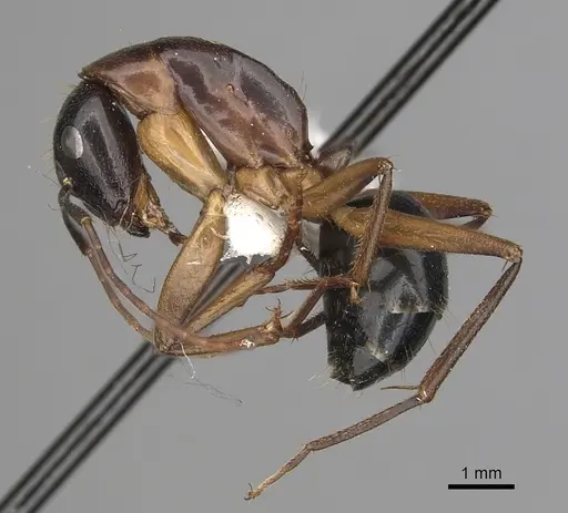 Camponotus keiferi - CASENT0281027