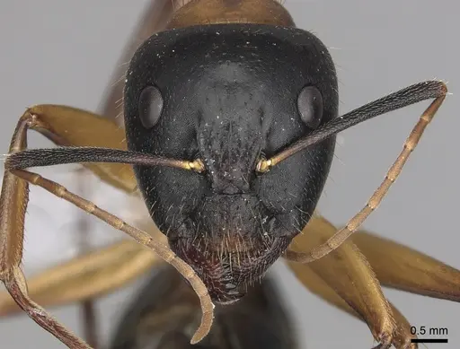 Camponotus keiferi - CASENT0281028