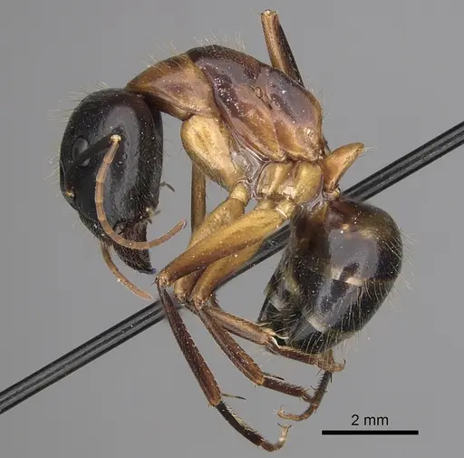Camponotus keiferi - CASENT0281028