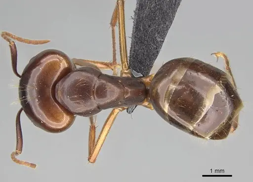 Camponotus kelimaso specimen