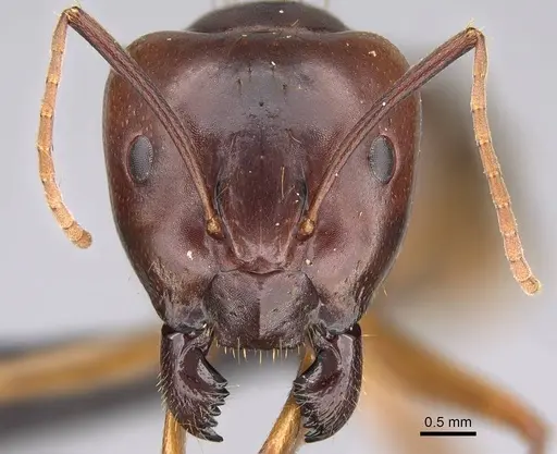 Camponotus kelimaso specimen