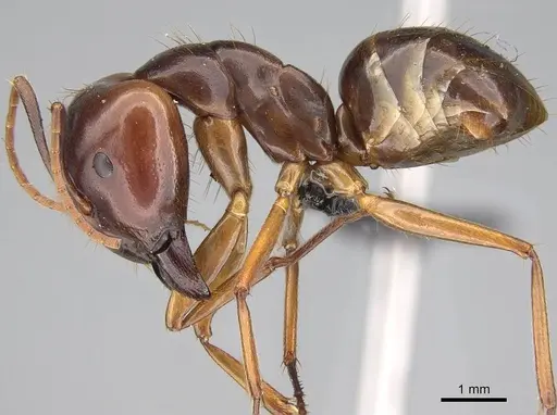 Camponotus kelimaso specimen