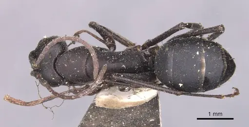 Camponotus kersteni specimen