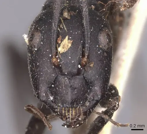 Camponotus kersteni specimen