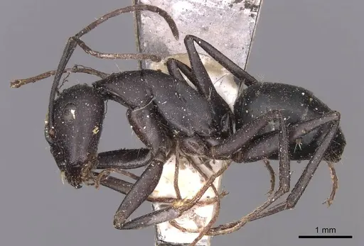 Camponotus kersteni specimen