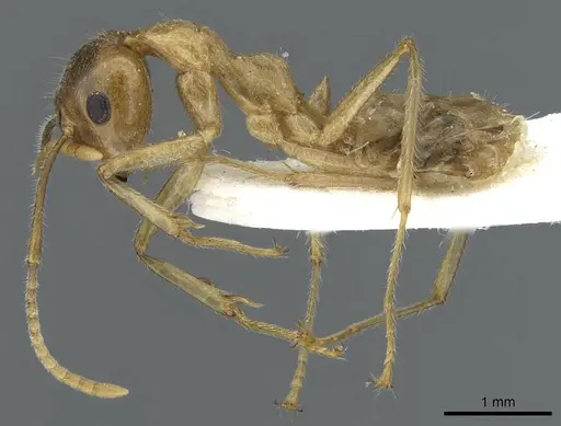 Camponotus khaosokensis specimen