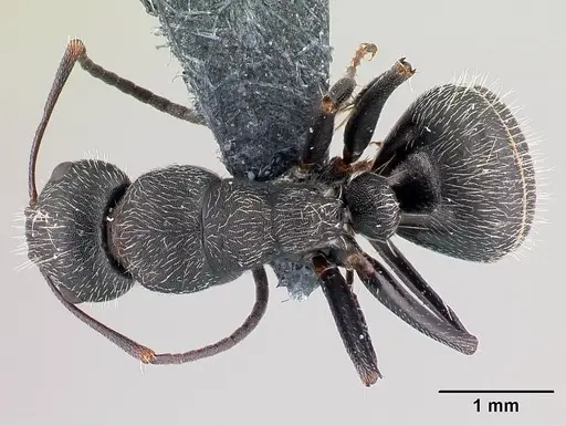 Camponotus kiesenwetteri - CASENT0179872