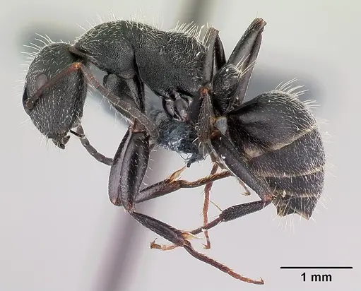 Camponotus kiesenwetteri - CASENT0179872