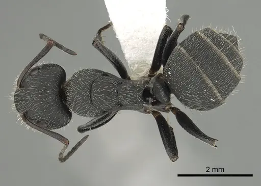 Camponotus kiesenwetteri - CASENT0249985