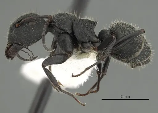 Camponotus kiesenwetteri - CASENT0249985