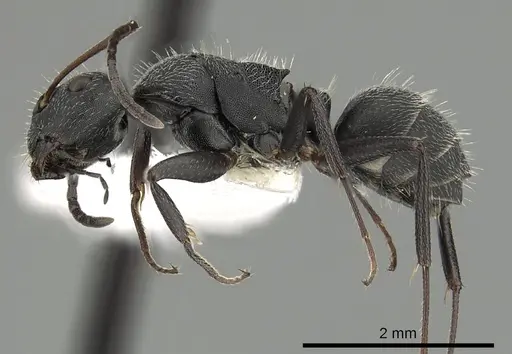 Camponotus kiesenwetteri - CASENT0249986