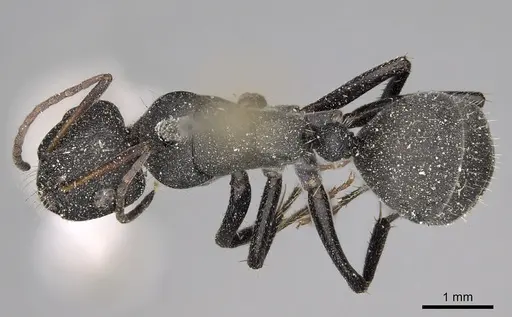 Camponotus kiesenwetteri - CASENT0280606