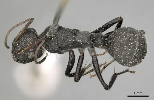 Camponotus kiesenwetteri - CASENT0280606