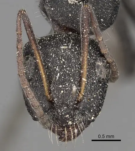 Camponotus kiesenwetteri - CASENT0280606