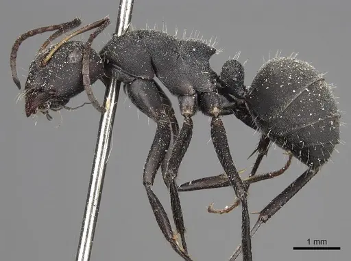 Camponotus kiesenwetteri - CASENT0280606