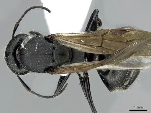 Camponotus kiesenwetteri - CASENT0281580