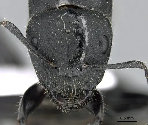 Camponotus kiesenwetteri - CASENT0281580