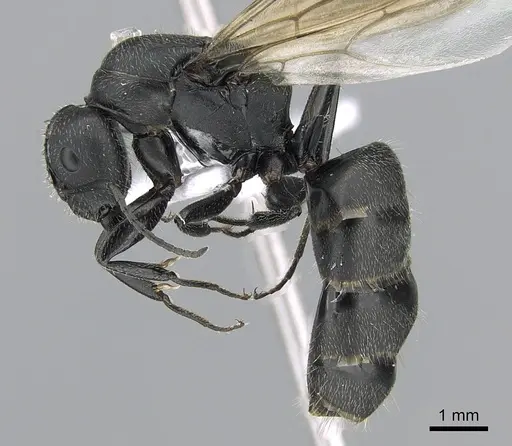 Camponotus kiesenwetteri - CASENT0281580