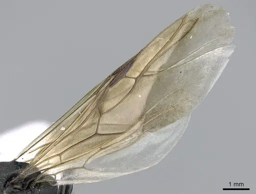 Camponotus kiesenwetteri - CASENT0281580